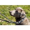 Miniaturansicht: pawberry Hundehalsband Lyon &ndash; Ansicht 3