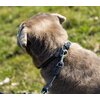Miniaturansicht: pawberry Hundehalsband Lyon &ndash; Ansicht 4