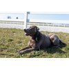 Miniaturansicht: pawberry Hundehalsband Lyon &ndash; Ansicht 5