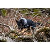 Miniaturansicht: pawberry Hunde-Wintermantel Stockholm – Ansicht 7