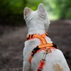 Miniaturansicht: SPRENGER Y-Hundegeschirr 2.0, reflektierend &ndash; Ansicht 8