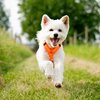 Miniaturansicht: SPRENGER Y-Hundegeschirr 2.0, reflektierend &ndash; Ansicht 7