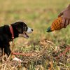 Miniaturansicht: SPRENGER Hundespielzeug FRUIT CHALLENCE - Ananas &ndash; Ansicht 4