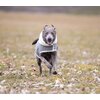 Miniaturansicht: pawberry Hunde-Wintermantel Stockholm 2.0 &ndash; Ansicht 3