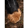 Miniaturansicht: Back on Track Regenmantel für Hunde &ndash; Ansicht 9