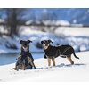 Miniaturansicht: Back on Track Hunde-Wintermantel Bay &ndash; Ansicht 4