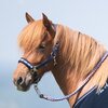 Miniaturansicht: Horse-friends Island-Halfter Keflavik – Ansicht 2