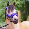 USG Halfter #ponylove