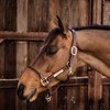 KENTUCKY Lederhalfter Rope