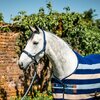 Miniaturansicht: HORSEWARE Halfter und Führstrick Newmarket – Ansicht 7