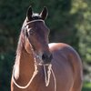 Miniaturansicht: Passion 4Q Westerntrense – Ansicht 3