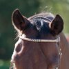 Miniaturansicht: Passion 4Q Westerntrense – Ansicht 5