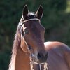 Miniaturansicht: Passion 4Q Westerntrense – Ansicht 1