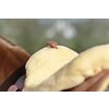 Miniaturansicht: L-pro West Western-Lammfell-Sattelsitz &ndash; Ansicht 2