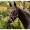 Miniaturansicht: HORSEWARE Halfter Fieldsafe &ndash; Ansicht 1