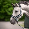 Miniaturansicht: Cavallo Halfter CAVALJERO &ndash; Ansicht 4