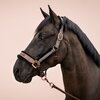 Miniaturansicht: Cavallo Halfter CAVALLILLY – Ansicht 3