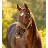 Miniaturansicht: LeMieux Halfter Vouge Headcollar & Leadrope &ndash; Ansicht 3