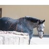 Miniaturansicht: Horse-friends Halfter Halloween &ndash; Ansicht 5