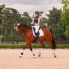 Miniaturansicht: ESKADRON Classic Sports Gamaschen Softshell Jewel, für Vorder- und Hinterbeine &ndash; Ansicht 4