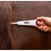 Miniaturansicht: WALDHAUSEN Digital-Fieberthermometer für Pferde &ndash; Ansicht 4