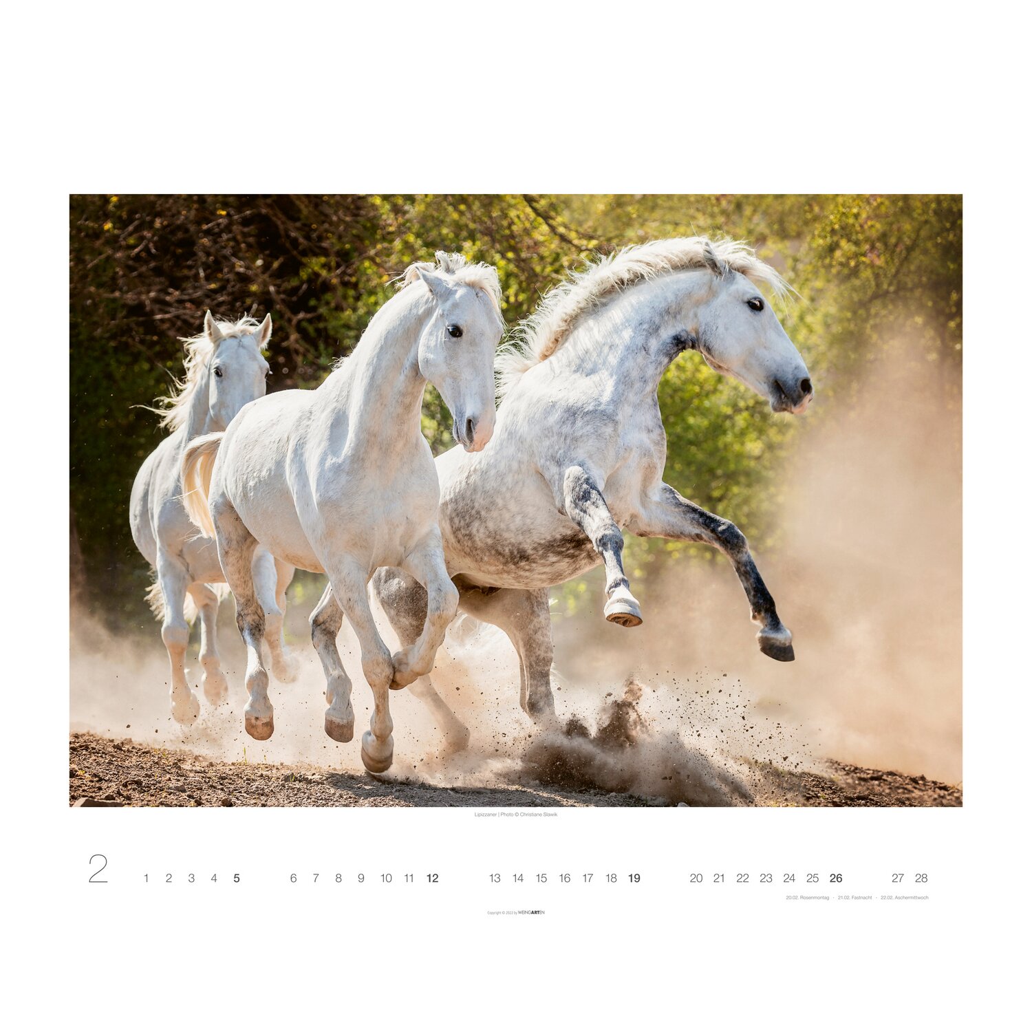 Kalender isländisches Pferd 2020 Motiv 