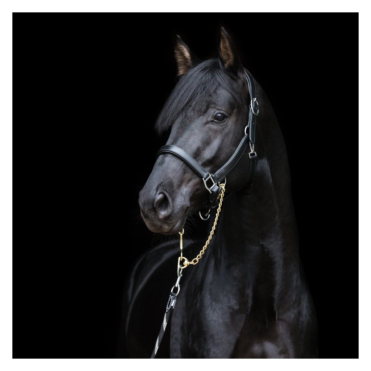 EQUINE MICROTEC Lederhalfter mit Führkettenringen black | Pony