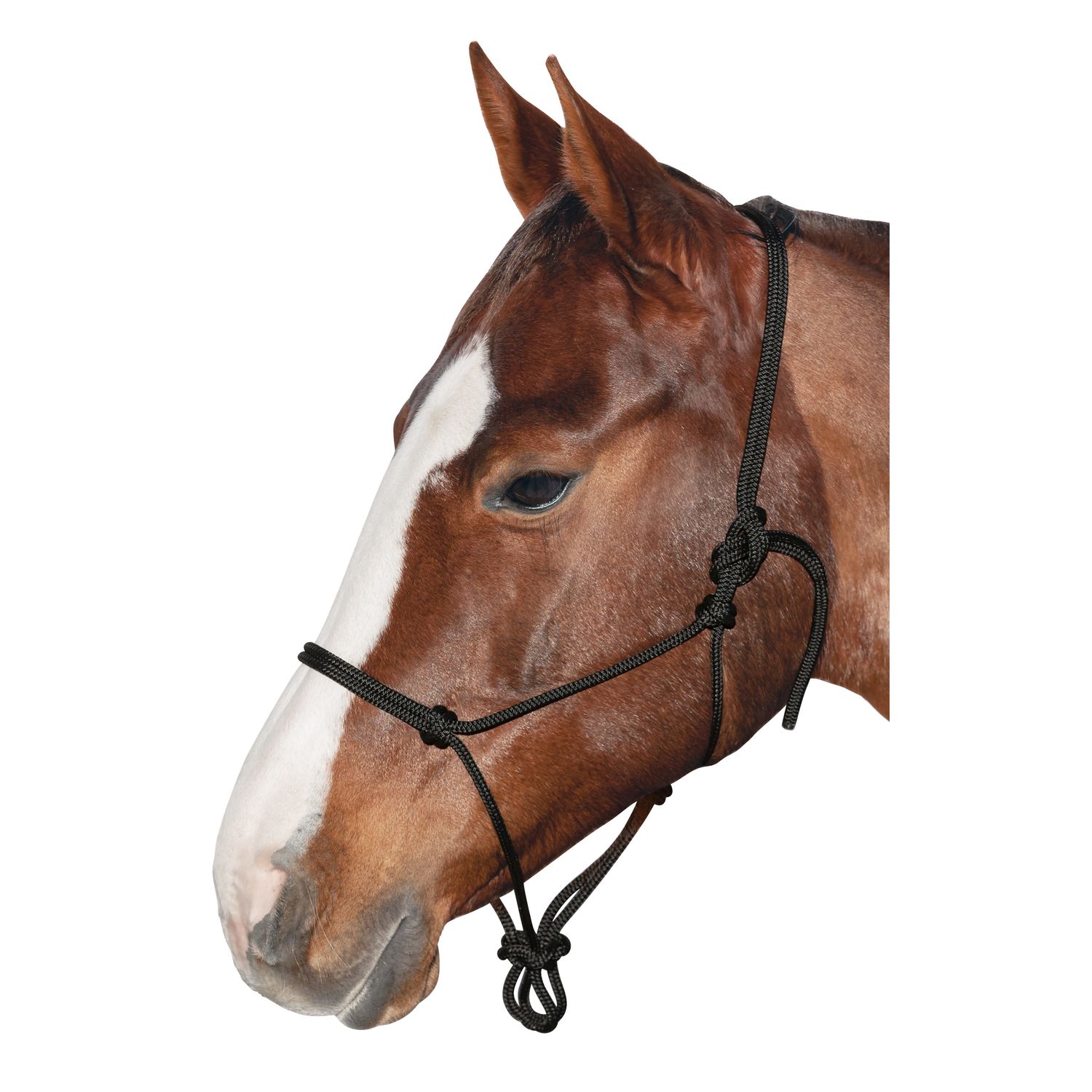 BROCKAMP Knotenhalfter Horse-Man-Halfter schwarz | Pony
