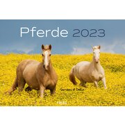 NEU Pferde 2020 Original Stürtz Kalender 