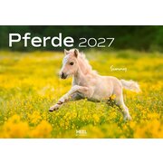 Kalender Pferde