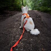 SPRENGER Gummierte Schleppleine mit Handschlaufe