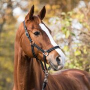 EQUINE-MICROTEC Allzweckhalfter