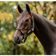 HORSEWARE Halfter Fieldsafe