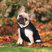 bucas hondenjas Dog Rug Freedom 50 g 