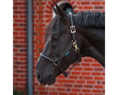 bucas Halfter Dublin