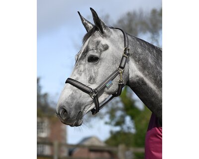 bucas Halfter Dublin