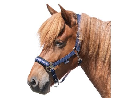 Horse-friends Island-Halfter Keflavik