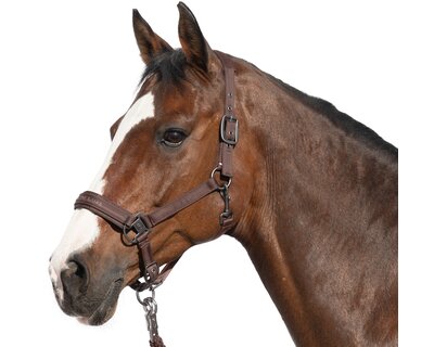 Cheval de Luxe Halfter Lyon