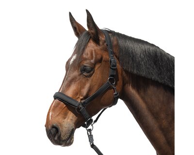 Cheval de Luxe Halfter Toulouse