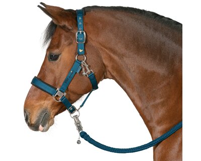 RIDE now Halfter stay focused