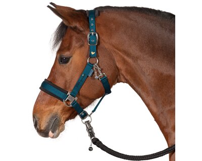 RIDE now Halfter stay focused