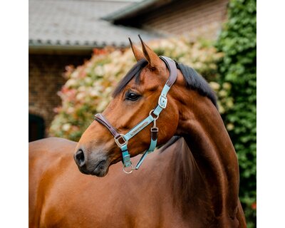 HORSEWARE Signature Halfter