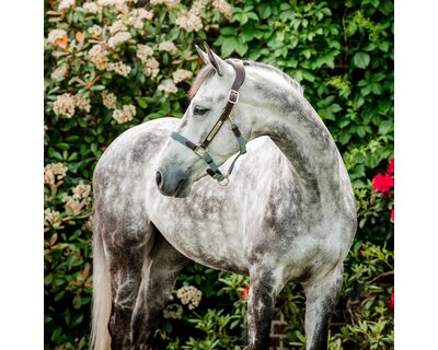 HORSEWARE Signature Halfter Braided