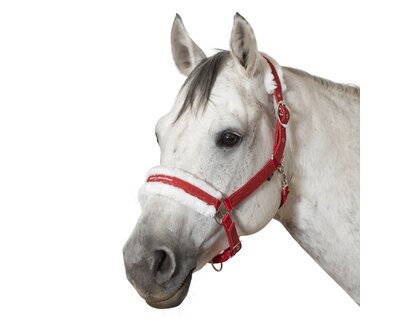 Horse-friends Weihnachtshalfter