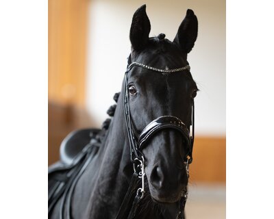 DÖBERT Kandarenzaum Bonn