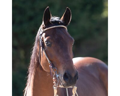 Passion 4Q Westerntrense
