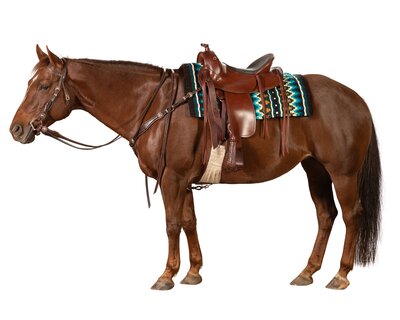 Passion 4Q Western-Vorderzeug