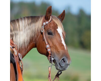 Passion 4Q Zweiohr-Westerntrense