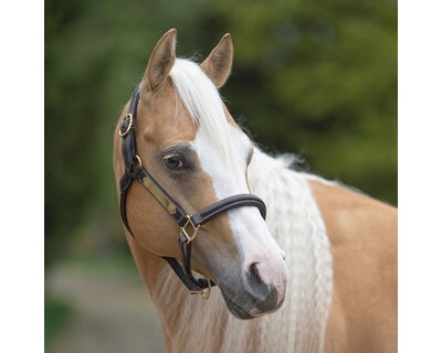 Passion 4Q Lederhalfter mit Plakette