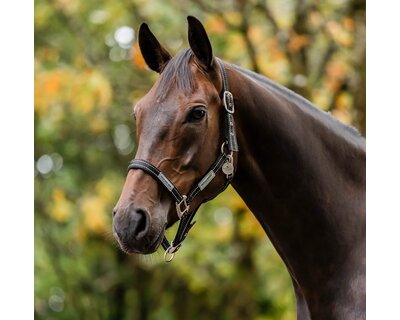 HORSEWARE Halfter Fieldsafe